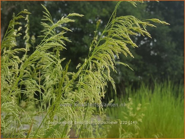 Deschampsia cespitosa &#39;Goldschleier&#39; | Ruwe smele, Smele | Waldschmiele