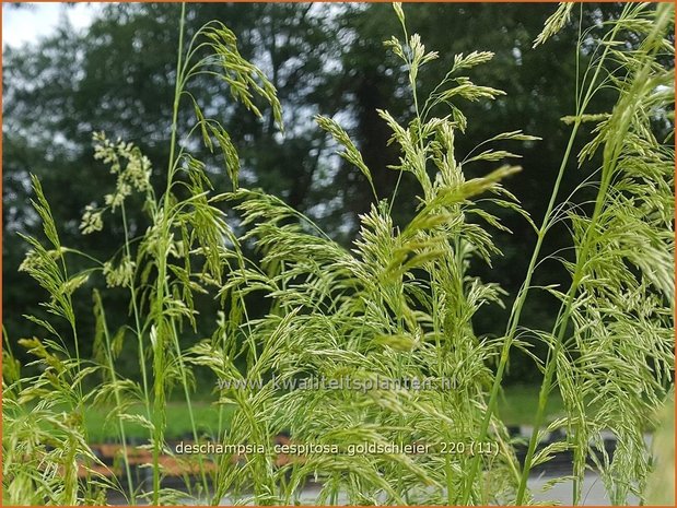 Deschampsia cespitosa &#39;Goldschleier&#39; | Ruwe smele, Smele | Waldschmiele