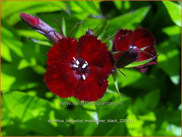 Dianthus barbatus &#39;Monksilver Black&#39; | Duizendschoon, Anjer | Bartnelke