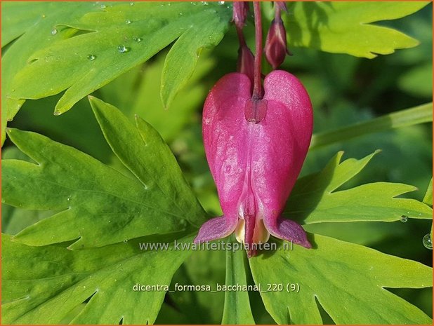 Dicentra formosa 'Bacchanal' | Gebroken hartje, Tranend hartje | Schöne Herzblume