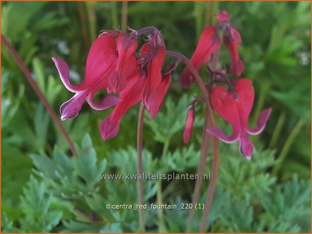 Dicentra &#39;Red Fountain&#39; | Gebroken hartje, Tranend hartje | Herzblume