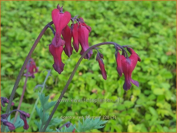 Dicentra &#39;Red Fountain&#39; | Gebroken hartje, Tranend hartje | Herzblume