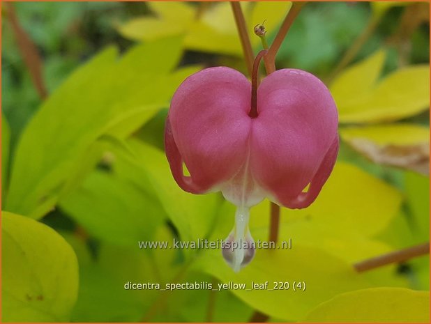 Dicentra spectabilis 'Yellow Leaf' | Gebroken hartje, Tranend hartje | Hohe Herzblume