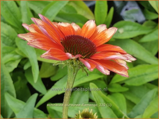 Echinacea purpurea &#39;Flamingo&#39; | Rode zonnehoed, Zonnehoed | Roter Sonnenhut