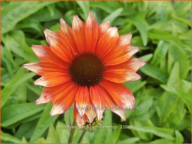 Echinacea purpurea &#39;Flamingo&#39; | Rode zonnehoed, Zonnehoed | Roter Sonnenhut