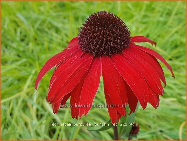 Echinacea purpurea 'Fountain Red' | Rode zonnehoed, Zonnehoed | Roter Sonnenhut