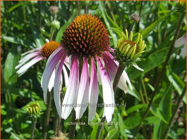 Echinacea purpurea 'JS Engeltje' | Rode zonnehoed, Zonnehoed | Roter Sonnenhut