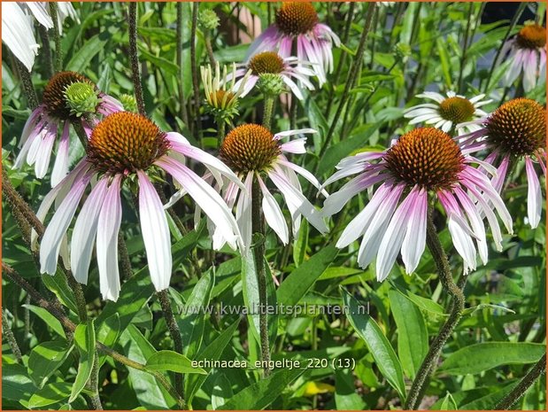 Echinacea purpurea 'JS Engeltje' | Rode zonnehoed, Zonnehoed | Roter Sonnenhut