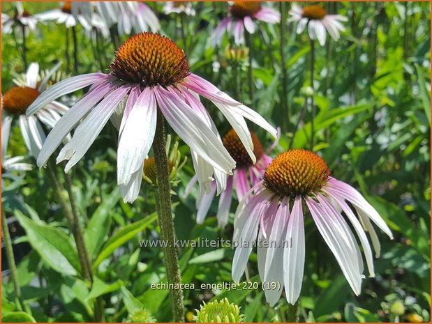 Echinacea purpurea 'JS Engeltje' | Rode zonnehoed, Zonnehoed | Roter Sonnenhut