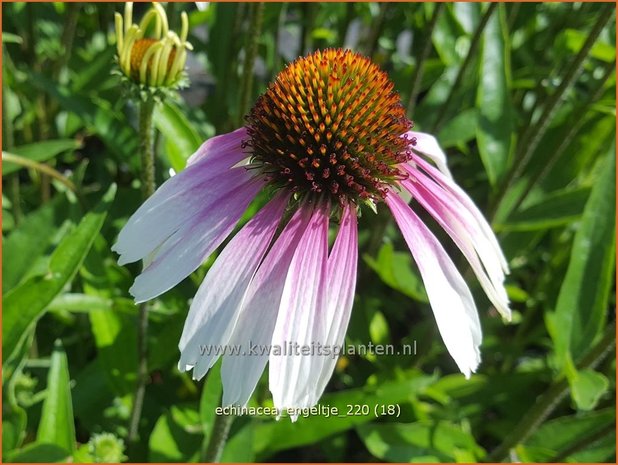 Echinacea purpurea 'JS Engeltje' | Rode zonnehoed, Zonnehoed | Roter Sonnenhut