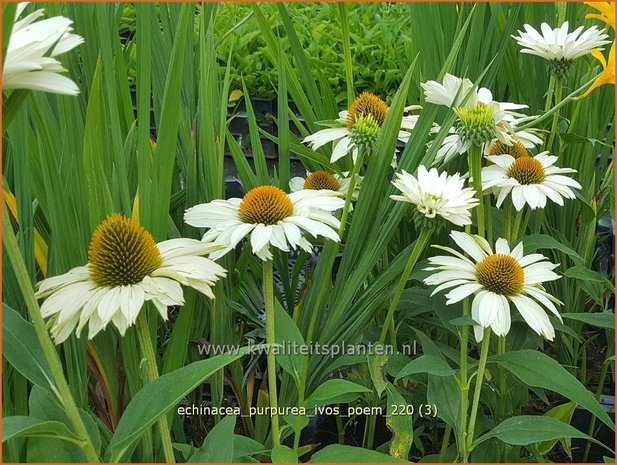 Echinacea purpurea &#39;JS Ivo&#39;s Poem&#39; | Rode zonnehoed, Zonnehoed | Roter Sonnenhut