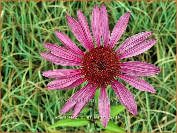 Echinacea purpurea 'Merlot' | Rode zonnehoed, Zonnehoed | Roter Sonnenhut