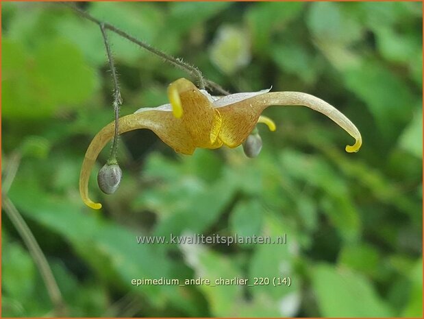 Epimedium &#39;André Charlier&#39; | Elfenbloem | Elfenblume