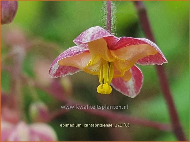 Epimedium cantabrigiense | Elfenbloem | Cambridge-Elfenblume