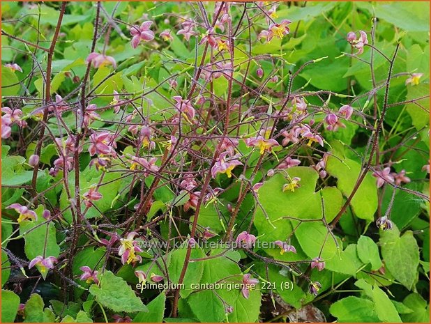 Epimedium cantabrigiense | Elfenbloem | Cambridge-Elfenblume