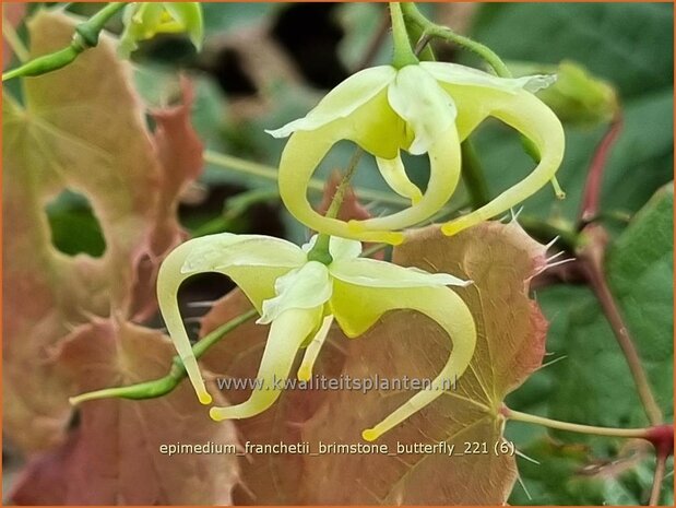 Epimedium franchetii 'Brimstone Butterfly' | Elfenbloem | Elfenblume | Barrenwort