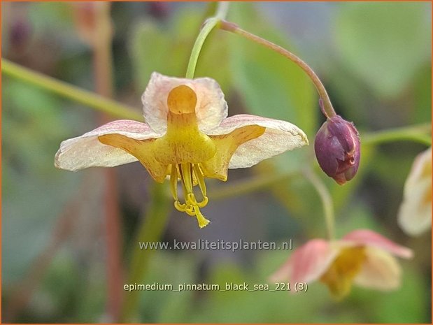 Epimedium pinnatum colchicum | Elfenbloem | Kleine Krim-Elfenblume