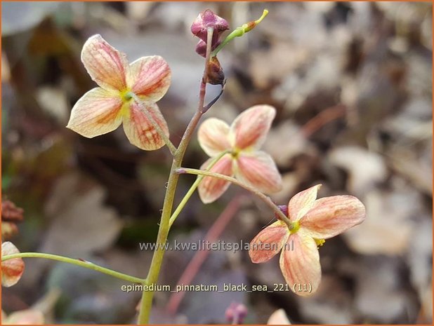 Epimedium pinnatum colchicum | Elfenbloem | Kleine Krim-Elfenblume