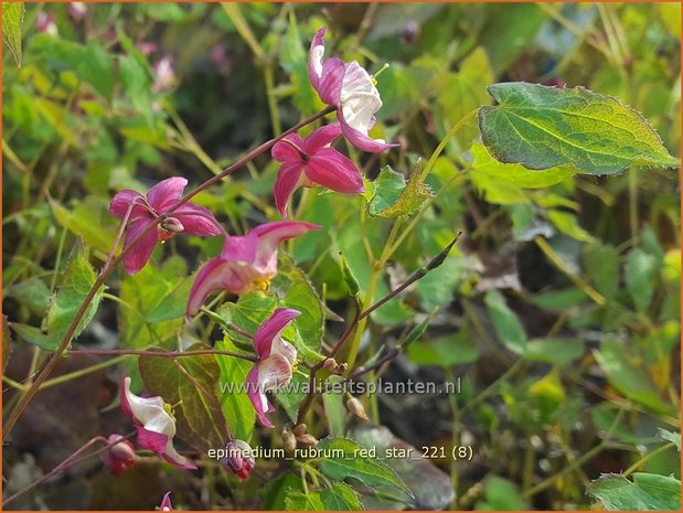 Epimedium rubrum &#39;Red Star&#39; | Elfenbloem | Rotblühende Elfenblume