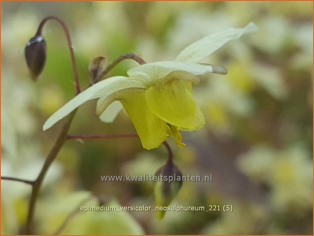 Epimedium versicolor &#39;Neosulphureum&#39; | Elfenbloem | Schwefelfarbige Elfenblume