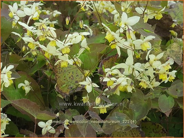 Epimedium versicolor &#39;Neosulphureum&#39; | Elfenbloem | Schwefelfarbige Elfenblume