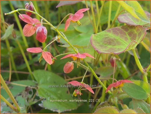 Epimedium warleyense | Elfenbloem | Warley-Elfenblume