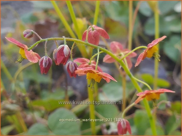 Epimedium warleyense | Elfenbloem | Warley-Elfenblume