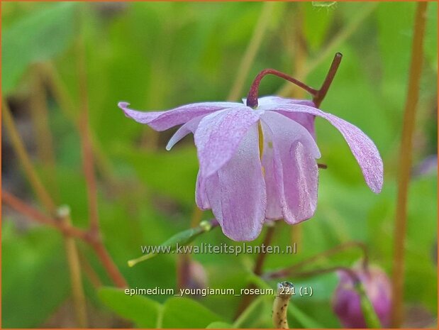 Epimedium youngianum 'Roseum'