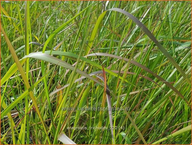 Eragrostis trichodes | Liefdesgras | Haar-Liebesgras