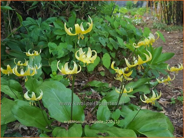Erythronium &#39;Pagoda&#39; | Hondstand | Stern-Hundszahn