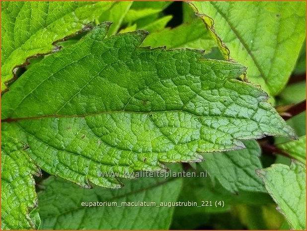 Eupatorium maculatum 'Augustrubin' | Koninginnekruid, Leverkruid | Gefleckter Wasserdost