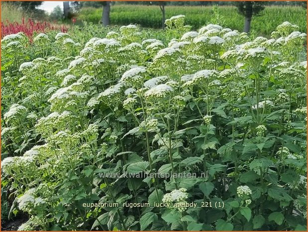 Eupatorium rugosum 'Lucky Melody' | Koninginnekruid, Leverkruid | Braunblättriger Wasserdost