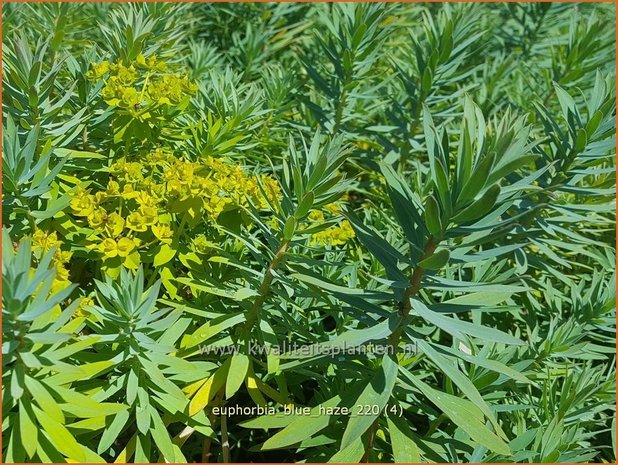 Euphorbia 'Blue Haze' | Wolfsmelk | Wolfsmilch