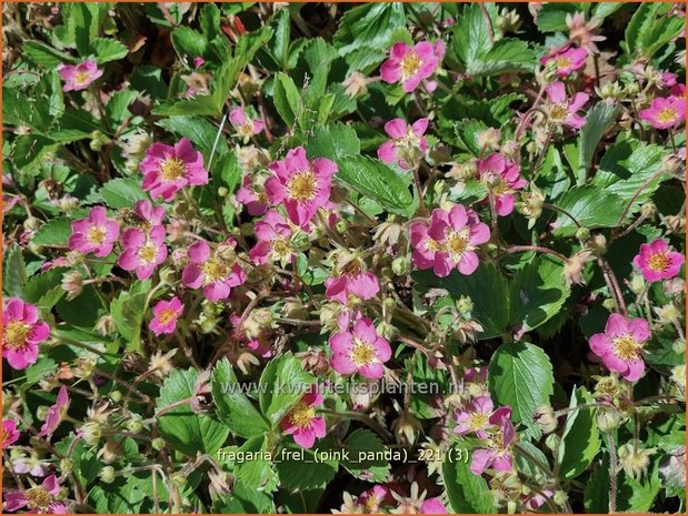 Fragaria &#39;Frel&#39; (&#39;Pink Panda&#39;) | Aardbei | Erdbeere