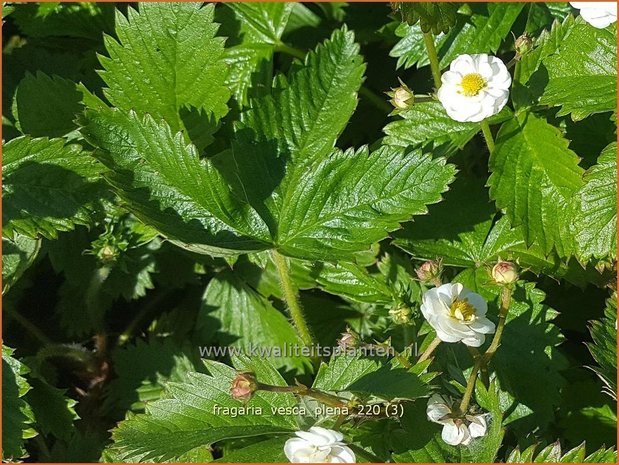 Fragaria vesca &#39;Plena&#39; | Bosaardbei, Aardbei | Walderdbeere