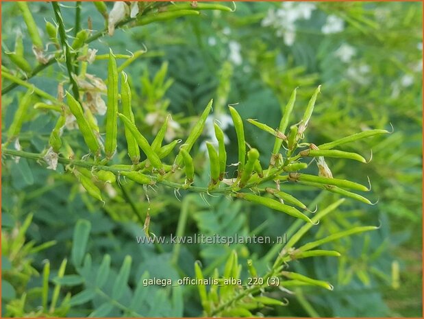 Galega officinalis &#39;Alba&#39; | Geitenruit | Echte Geißraute