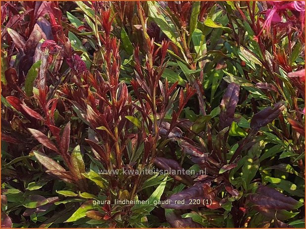 Gaura lindheimeri &#39;Gaudi Red&#39; | Prachtkaars, Vlinderkruid | Prachtkerze