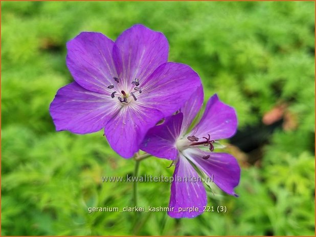 Geranium clarkei 'Kashmir Purple' | Ooievaarsbek, Tuingeranium | Clarkes Storchschnabel