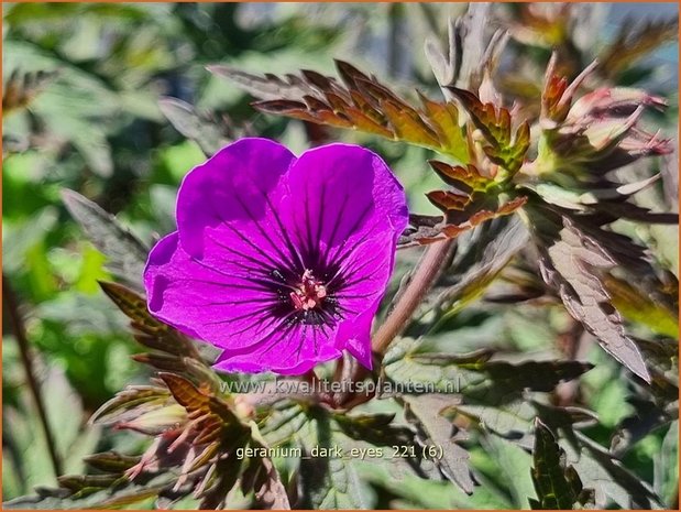 Geranium 'Dark Eyes' | Ooievaarsbek, Tuingeranium, Geranium | Storchschnabel | Cranesbill