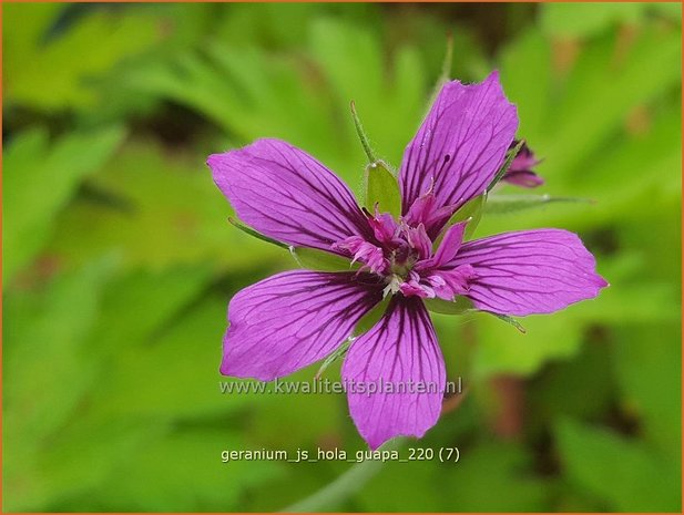 Geranium &#39;JS Hola Guapa&#39; | Ooievaarsbek, Tuingeranium | Storchschnabel