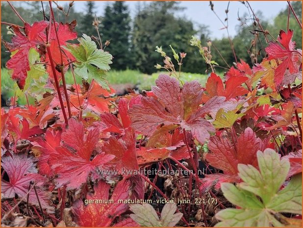 Geranium maculatum &#39;Vickie Lynn&#39; | Gevlekte ooievaarsbek, Ooievaarsbek, Tuingeranium | Amerikanischer Storchsch