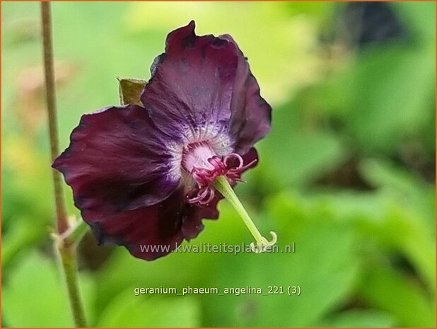 Geranium phaeum &#39;Angelina&#39; | Donkere ooievaarsbek, Ooievaarsbek, Tuingeranium | Brauner Storchschnabel