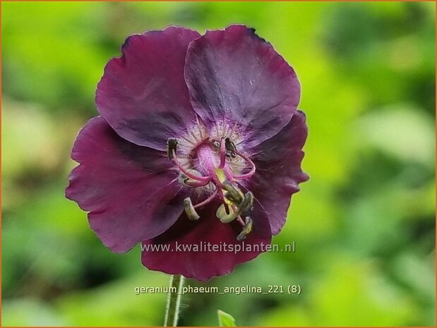 Geranium phaeum &#39;Angelina&#39; | Donkere ooievaarsbek, Ooievaarsbek, Tuingeranium | Brauner Storchschnabel