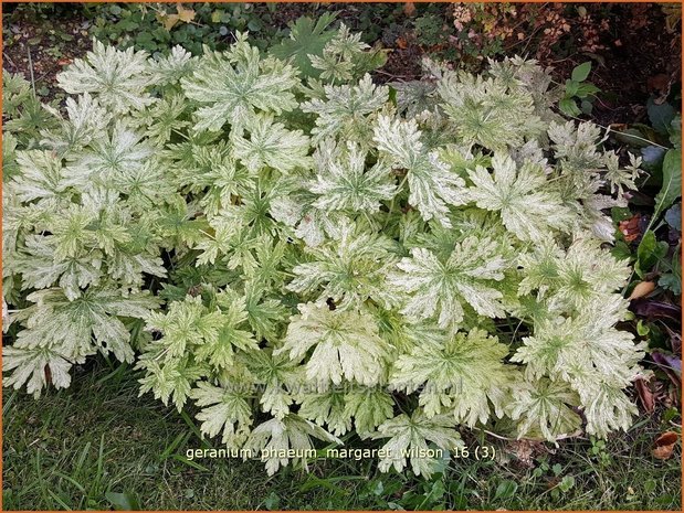 Geranium phaeum 'Margaret Wilson' | Donkere ooievaarsbek, Ooievaarsbek, Tuingeranium | Brauner Storchschnabel