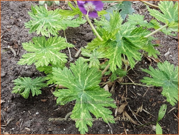 Geranium phaeum 'Margaret Wilson' | Donkere ooievaarsbek, Ooievaarsbek, Tuingeranium | Brauner Storchschnabel