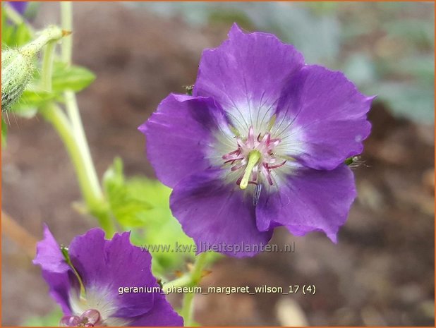 Geranium phaeum 'Margaret Wilson' | Donkere ooievaarsbek, Ooievaarsbek, Tuingeranium | Brauner Storchschnabel