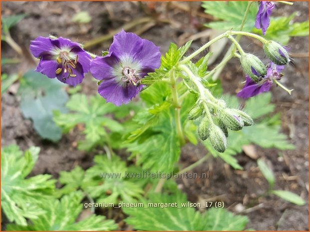 Geranium phaeum 'Margaret Wilson' | Donkere ooievaarsbek, Ooievaarsbek, Tuingeranium | Brauner Storchschnabel