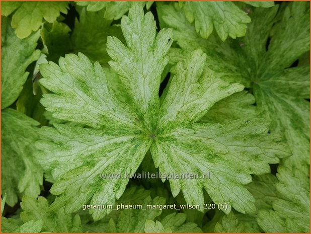 Geranium phaeum 'Margaret Wilson' | Donkere ooievaarsbek, Ooievaarsbek, Tuingeranium | Brauner Storchschnabel