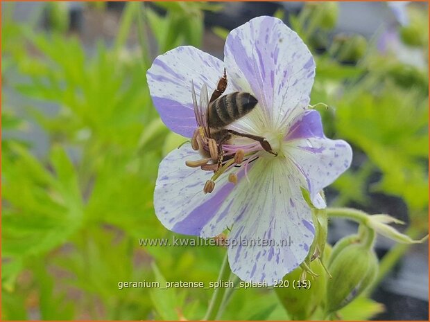 Geranium pratense &#39;Splish Splash&#39; | Beemdooievaarsbek, Ooievaarsbek, Tuingeranium | Wiesen-Storchschnabel