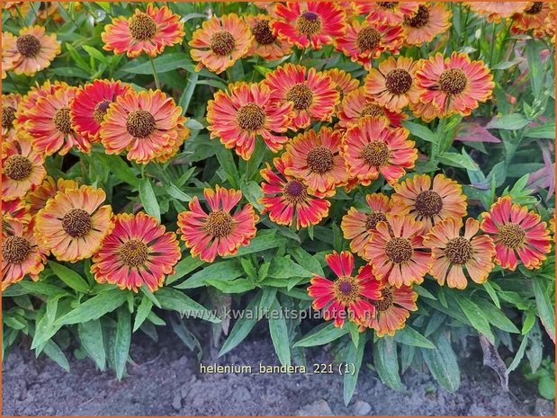 Helenium 'Bandera' | Zonnekruid | Sonnenbraut